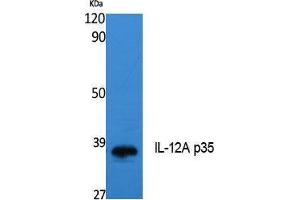 Western Blotting (WB) image for anti-Interleukin 12 alpha (IL12A) (Internal Region) antibody (ABIN3178121) (IL12A Antikörper  (Internal Region))