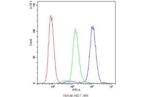Flow cytometry testing of human A431 cells with PTP4A2 antibody at 1ug/10^6 cells (blocked with goat sera) (PTP4A2 Antikörper)