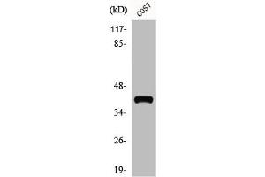 Western Blot analysis of COS7 cells using ADH7 Polyclonal Antibody (ADH7 Antikörper  (Internal Region))