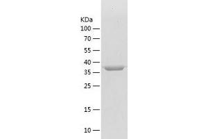 Western Blotting (WB) image for Hydroxyacid Oxidase 2 (HAO2) (AA 2-351) protein (His tag) (ABIN7289125) (Hydroxyacid Oxidase 2 (HAO2) (AA 2-351) protein (His tag))