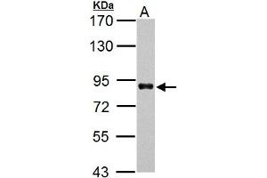 Western Blotting (WB) image for anti-HNF1 Homeobox A (HNF1A) antibody (ABIN2856932)