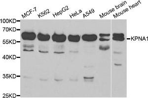 Western blot analysis of extracts of various cell lines, using KPNA1 antibody. (KPNA1 Antikörper  (AA 1-300))