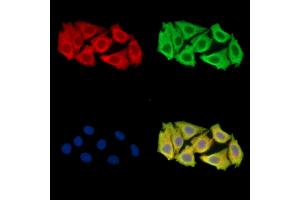 C1orf43 Antibody staining Hela cells by IF/ICC. (C1orf43 Antikörper)