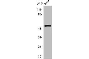 Western Blot analysis of HeLa cells using TFDP1 Polyclonal Antibody (DP1 Antikörper  (C-Term))