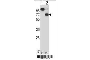 Western blot analysis of ARIH2 using rabbit polyclonal ARIH2 Antibody using 293 cell lysates (2 ug/lane) either nontransfected (Lane 1) or transiently transfected (Lane 2) with the ARIH2 gene. (ARIH2 Antikörper  (C-Term))