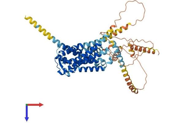 GPR161 Protein (AA 1-529) (His tag)
