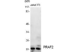 Western Blot analysis of various cells using PRAF2 Polyclonal Antibody diluted at 1:2000.