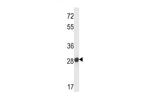 Mouse Olfr545 Antibody (ABIN658561 and ABIN2850506) western blot analysis in mouse liver tissue lysates (35 μg/lane). (Olfr545 Antikörper  (C-Term))