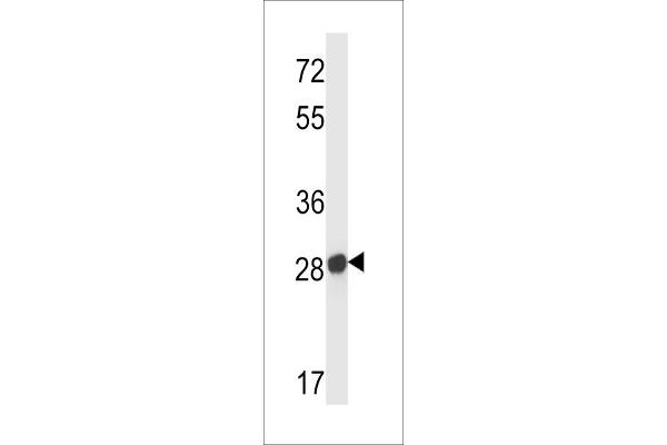 Olfr545 antibody  (C-Term)