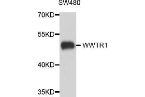 Western blot analysis of extracts of SW480 cells, using WWTR1 antibody (ABIN5974805) at 1/1000 dilution. (WWTR1 Antikörper)