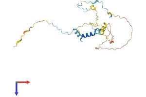 Myozenin 3 Protein (MYOZ3) (AA 1-245) (His tag)