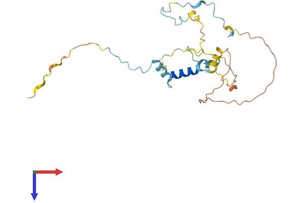 Myozenin 3 Protein (MYOZ3) (AA 1-245) (His tag)