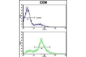 Flow cytometric analysis of CEM cells using EphA4 Antibody (N-term) (bottom histogram) compared to a negative control cell (top histogram). (EPH Receptor A4 Antikörper  (N-Term))