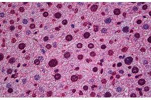 Mouse Liver: Formalin-Fixed, Paraffin-Embedded (FFPE) (HES5 Antikörper  (AA 83-95))