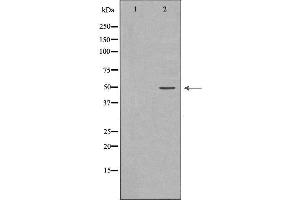 Western blot analysis of extracts of HeLa , using DRD1antibody. (Dopamine Receptor d1 Antikörper  (N-Term))