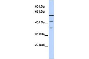 Western Blotting (WB) image for anti-PHD Finger Protein 23 (PHF23) antibody (ABIN2459473) (PHF23 Antikörper)