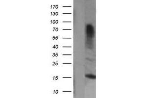 Image no. 1 for anti-Growth Arrest and DNA-Damage-Inducible, gamma (GADD45G) antibody (ABIN1497602) (GADD45G Antikörper)