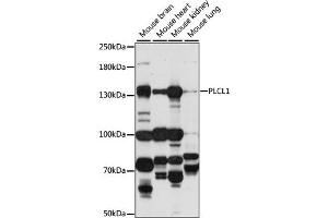 Western blot analysis of extracts of various cell lines, using PLCL1 antibody (ABIN6293909) at 1:1000 dilution. (PLCL1 Antikörper)