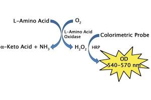 L-Amino Acid Assay Principle.