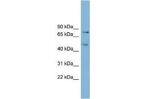 WB Suggested Anti-BOP1 Antibody Titration:  0. (BOP1 Antikörper  (N-Term))