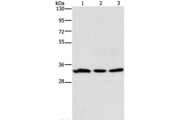 GPA33 anticorps