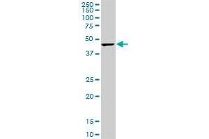 Western Blotting (WB) image for anti-Cytidine Monophosphate N-Acetylneuraminic Acid Synthetase (CMAS) (AA 164-264) antibody (ABIN466224) (CMAS Antikörper  (AA 164-264))