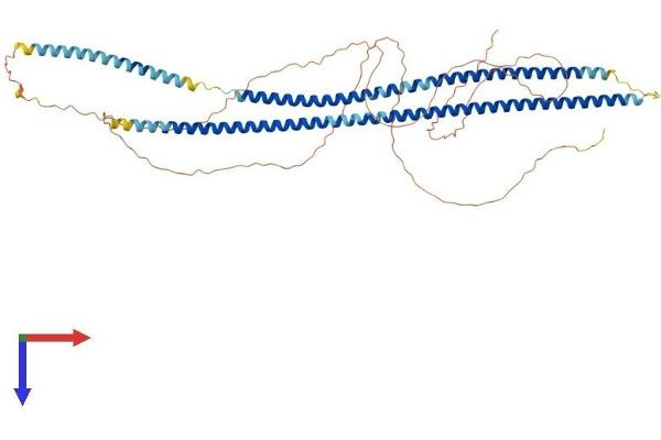 Cytokeratin 5 Protein (AA 1-580) (His tag)