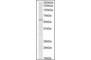 Staining of Mouse Testis lysate (35µg protein in RIPA buffer) using TRIM69 antibody at 0.