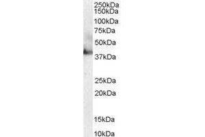 Western Blotting (WB) image for anti-RAE1 RNA Export 1 Homolog (S. Pombe) (RAE1) (C-Term) antibody (ABIN2466179)