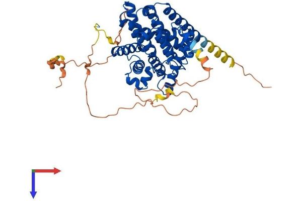 PDE7A Protein (AA 1-482) (His tag)
