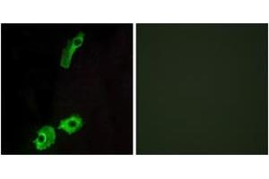 Immunofluorescence analysis of HeLa cells, using GPR151 Antibody.