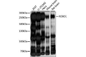Western blot analysis of extracts of various cell lines, using ROBO1 antibody (ABIN7270110) at 1:1000 dilution. (ROBO1 Antikörper  (AA 1452-1651))