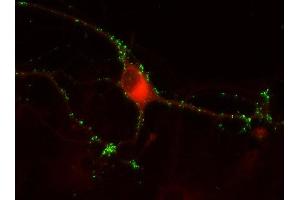 Indirect immunostaining of PFA fixed rat hippocampus neurons with anti-secernin 1 (dilution 1 : 500; red) and mouse anti-synapsin 1 (, dilution 1 : 500; green). (Secernin 1 Antikörper  (AA 1-414))