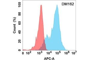 Flow cytometry analysis with Anti-EPHA3 (DM162) on Expi293 cells transfected with human EPHA3 (Blue histogram) or Expi293 transfected with irrelevant protein (Red histogram). (EPH Receptor A3 Antikörper  (AA 21-541))