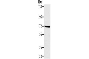 Western Blotting (WB) image for anti-Nucleoporin 85kDa (NUP85) antibody (ABIN2423953) (NUP85 Antikörper)