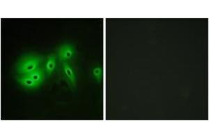 Immunofluorescence (IF) image for anti-Adenylate Cyclase 8 (Brain) (ADCY8) (AA 591-640) antibody (ABIN2889854) (ADCY8 Antikörper  (AA 591-640))