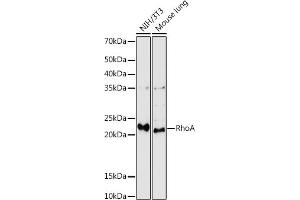 Western blot analysis of extracts of various cell lines, using RhoA antibody (ABIN6134426, ABIN6146932, ABIN6146933 and ABIN6218128) at 1:1000 dilution. (RHOA Antikörper  (C-Term))