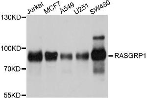 Western blot analysis of extracts of various cell lines, using RASGRP1 antibody. (RASGRP1 Antikörper)