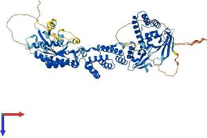 RHOBTB2 Protein (AA 1-727) (His tag)