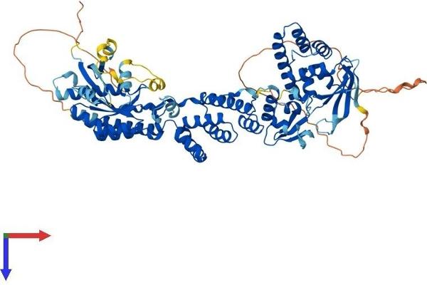 RHOBTB2 Protein (AA 1-727) (His tag)