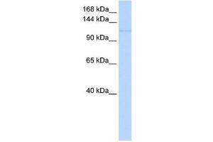 NEDD9 antibody used at 1 ug/ml to detect target protein.