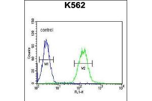 Flow cytometric analysis of K562 cells (right histogram) compared to a negative control cell (left histogram). (CNGA2 Antikörper  (N-Term))