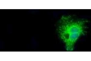 Image no. 3 for anti-Nitrilase Family, Member 2 (NIT2) antibody (ABIN1499737) (NIT2 Antikörper)