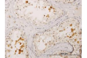 Immunoperoxidase of monoclonal antibody to BOLL on formalin-fixed paraffin-embedded human testis. (BOLL Antikörper  (AA 185-283))