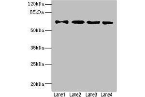 ZNF324 Antikörper  (AA 1-270)