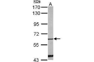 WB Image Sample (50 ug of whole cell lysate) A: mouse liver 7. (NR4A1 Antikörper  (C-Term))