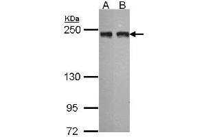 MIA3 antibody  (N-Term)
