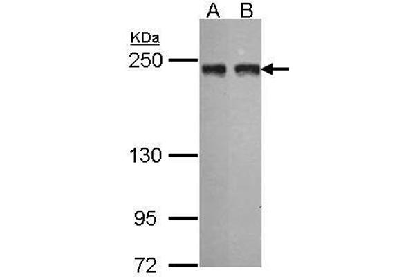 MIA3 Antikörper  (N-Term)