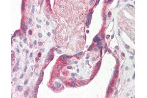 Anti-Fibulin-3 / EFEMP1 antibody IHC staining of human placenta. (FBLN3 Antikörper  (C-Term))