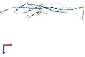 RNF40 Protein (AA 1-1001) (His tag)